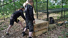 Makak uprchlý z děčínské zoo v odchytové kleci. (15. června 2023)