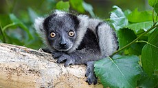 Zoo Olomouc se m��e pochlubit mlád�tem vzácného  lemura variho �ernobílého