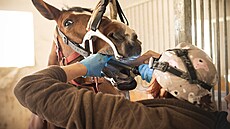 Ko�ská zuba�ina? Veteriná�ka Lýdie Suková zví�at�m pomáhá se v�emi neduhy. Aby...