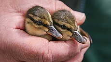 Kachní sezona startuje vtinou v hlavním mst koncem jara.