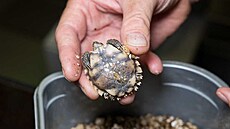 Pra�ské zoo se poda�ilo jako první v Evrop� odchovat �elvy dla�dicovité, které...