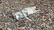 Uhynulá březí vlčice u obce Šonov na Broumovsku (2. května 2023)