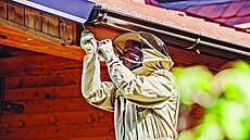 Podhledy bylo t�eba rozebrat, aby se k vosímu hnízdu dalo v�bec p�iblí�it.