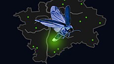 V �esku se sv�tlu�kami zabývá jen Martin Novák. Výzkum probíhá pod hlavi�kou...