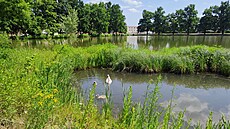 Mstský nebo té Drozdovický rybník v Prostjov, kde letos labutí pár vyvedl...