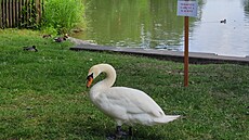 Městský nebo též Drozdovický rybník v Prostějově, kde letos labutí pár vyvedl...
