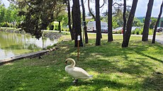 Mstský nebo té Drozdovický rybník v Prostjov, kde letos labutí pár vyvedl...