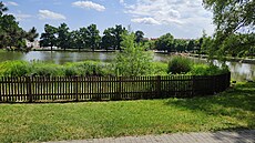 Mstský nebo té Drozdovický rybník v Prostjov, kde letos labutí pár vyvedl...