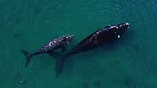 Velryby ve vodách poblí Argentiny (5. íjna 2022)
