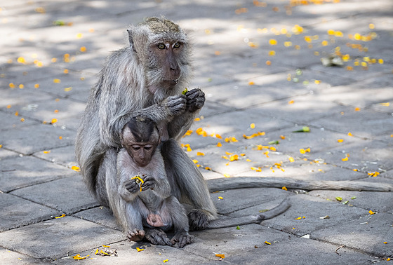 Samice makaka jávského s mládtem.