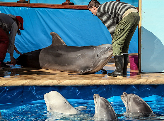 Rutí specialisté trénují delfíny v delfináriu v Sevastopolu. (30. bezna 2014)