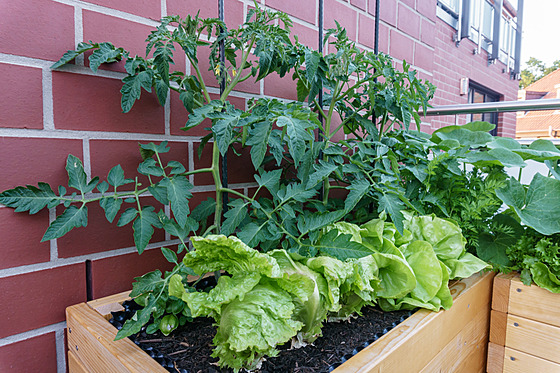 Vypstujte si na balkón i terase chutnou zeleninu