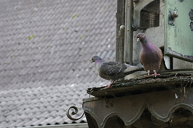 Městští holubi vymírají. Ukončete jejich bezhlavé vybíjení, vyzývají ochránci