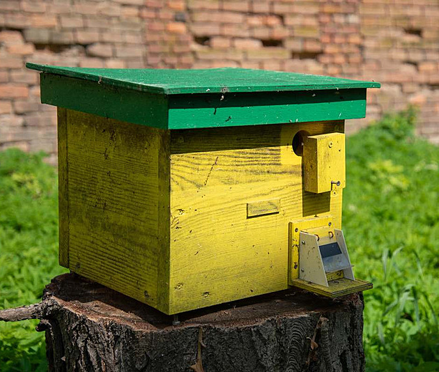 Ve fakultní nemocnici pomohou čmeláci včelám s opylováním