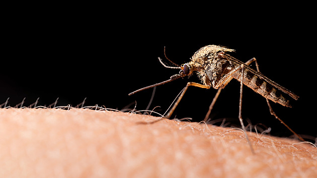 Dengue, malárie, opičí neštovice. V Česku přibývá tropických infekcí