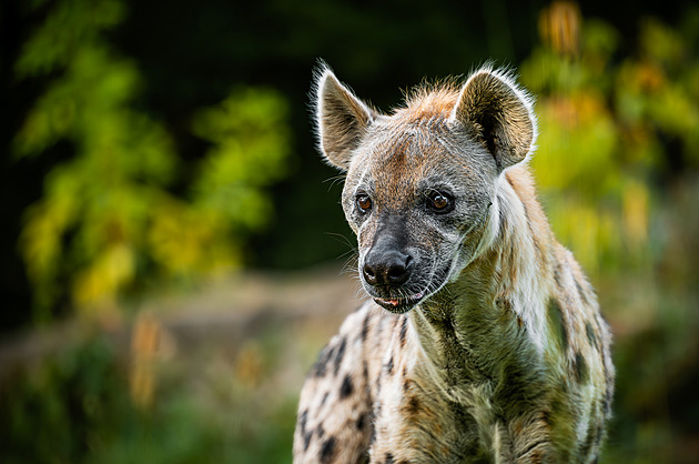 Safari park dokončil za 140 milionů okruh s tučňáky, hyenami a plameňáky