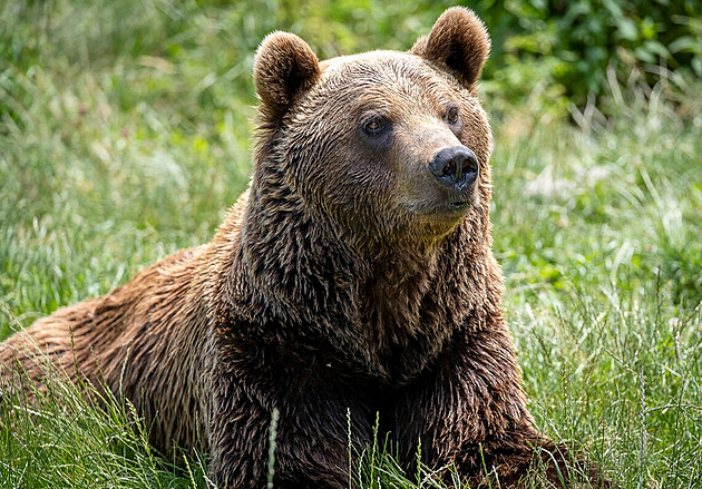 Medvědice v Itálii honila dvojici myslivců, jeden se zranil při pádu ze stromu
