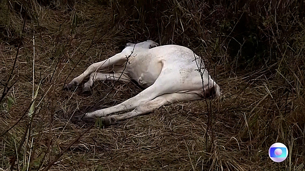 VIDEO: Ochlazení kosí v Brazílii hospodářská zvířata, uhynulo jich přes tisíc