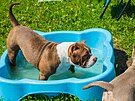 V bazénku by se ml pes jenom brodit.