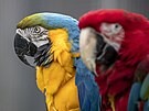 Velcí papouci jsou oblíbenými mazlíky pro svou inteligenci a schopnost nauit...