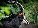Antilopa vraná má v Safari parku ve Dvoe Králové od jara 2023 nový výbh.