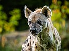 Hyena skvrnitá v Safari Parku ve Dvoe Králové