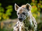 Hyena skvrnit v Safari Parku ve Dvoe Krlov