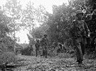 Vojáci americké armády vyráejí z frontové linie na cestu do Buny, kde se v...