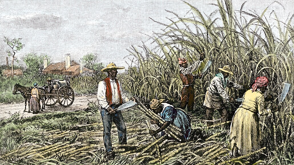 Americká minulost. erní otroci sklízejí cukrovou ttinu na plantái amerického...