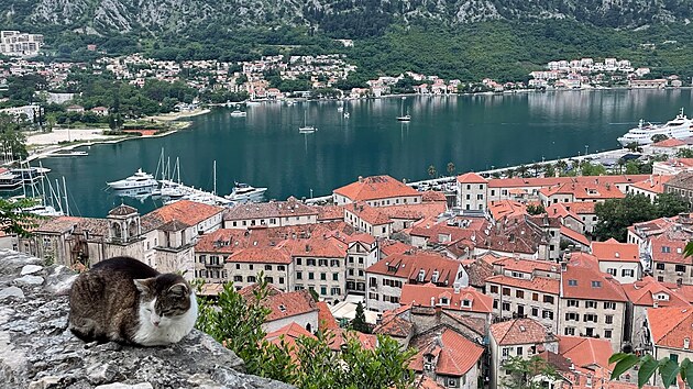 Jestli je n��eho v �ern� Ho�e opravdu hodn�, jsou to ko�ky. Jako nap��klad tato s vyhl�dkou na Kotor.