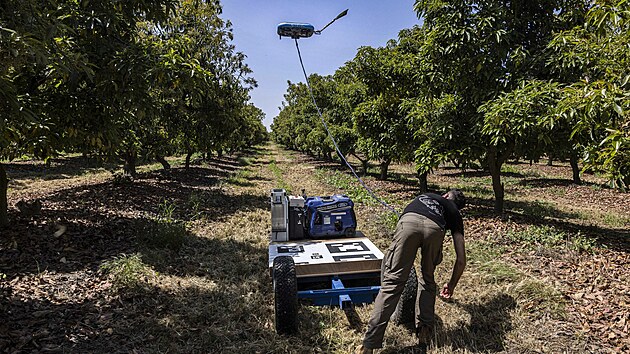 Na snmku z 24. dubna 2023 je dron s opylovacm zazenm pouit pi demonstraci opylovn avokda v sadu v centru Izraele.