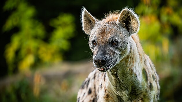 Hyena skvrnit v Safari Parku ve Dvoe Krlov