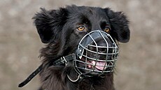 V horku pouívejte náhubky, které psovi dovolují dostaten se ochlazovat...