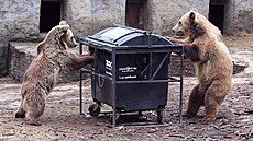 Medvdi hndí ze zoologické zahrady v západoslovenských Bojnicích testují...