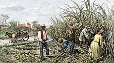 Americká minulost. �erní otroci sklízejí cukrovou t�tinu na plantá�i amerického...