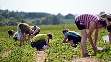 Jahody od Nové Vsi u Tebíe (na snímku) mají i certifikát biokvality. Plody...