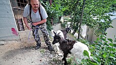 O náletové deviny se ve svazích pod bazenem u hotelu Thermal nov starají...