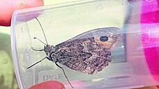 Tuhle fotografii oká�e metlicového zve�ejnila na inaturalist.org u�ivatelka s...