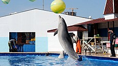 Delfín cviící v ruském delfináriu na Krymu (30. bezna 2014)