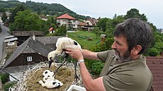 Na hnízdo v Jarcové se ápi vracejí zhruba dvanáct let, letos vyvedli tyi...