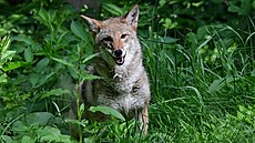 Olomoucká zoologická zahrada op�t chová kojoty prériové.