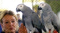 Papou�ek �edý (�ako) je mezi chovateli velice oblíben pro svui schopnost...