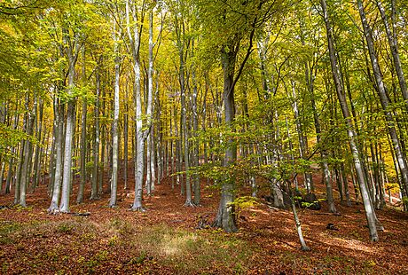 Podle výzkumu eských vdc si stromy umí vzájemn pomáhat a vytvoit lepí podmínky pro peití. 