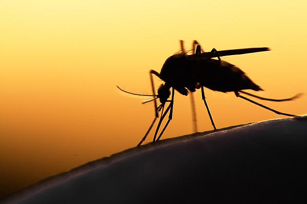 Komáři infikovaní tropickými nemocemi se šíří Evropou. Už nakazili i Čechy