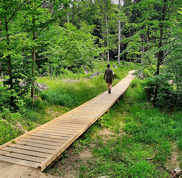 Do jádra Boubínského pralesa na umav mohou turisté po roní uzavírce...