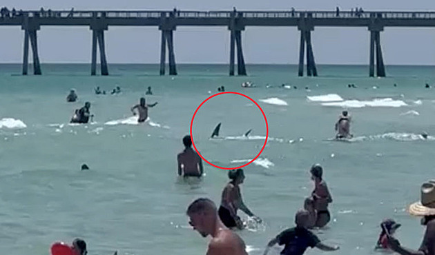 VIDEO: Žralok na Floridě vplul přímo mezi lidi. Nastala panika