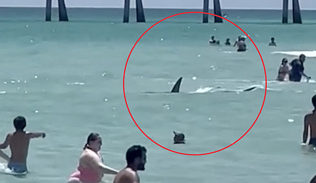 VIDEA ROKU 2023: Žralok na pláži na Floridě nebo chlapec ukrytý před Putinem
