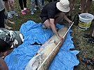 Po vyta�en� z vody n�sledovalo rychl� p�em��en�. Sumec alb�n byl o 8 centimetr�...