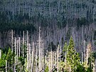 Odumelé smrky v národním parku Harz, Dolní Sasko. Stromy dlouhodob napadené...
