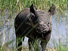 Samice nosoroce Jasiri pvodem ze Dvora Králové porodila ve Rwand mlád. (4....